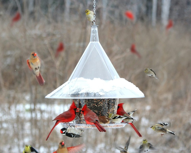Sky Cafe Squirrel Proof Bird Feeder — Large, 17 in. Diameter gallery