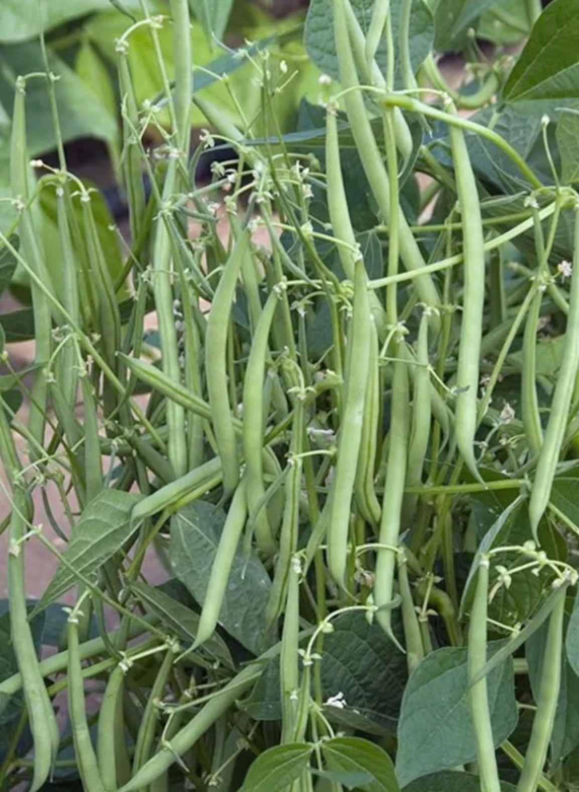 Petite French Filet Stringless Bush Bean (Haricot Vert) Fresh Seeds - Heirloom gallery