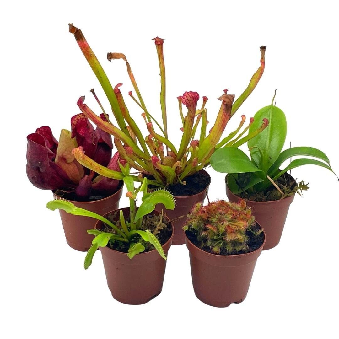 Carnivorous Plant Assortment Set, All Different Plant Species, 5 Live Potted Pla gallery