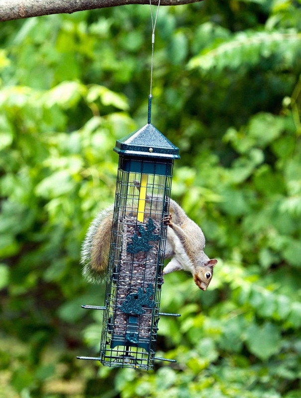 Squirrel Solution200 Squirrel-proof Bird Feeder w/6 Feeding Ports, 3.4-pound gallery