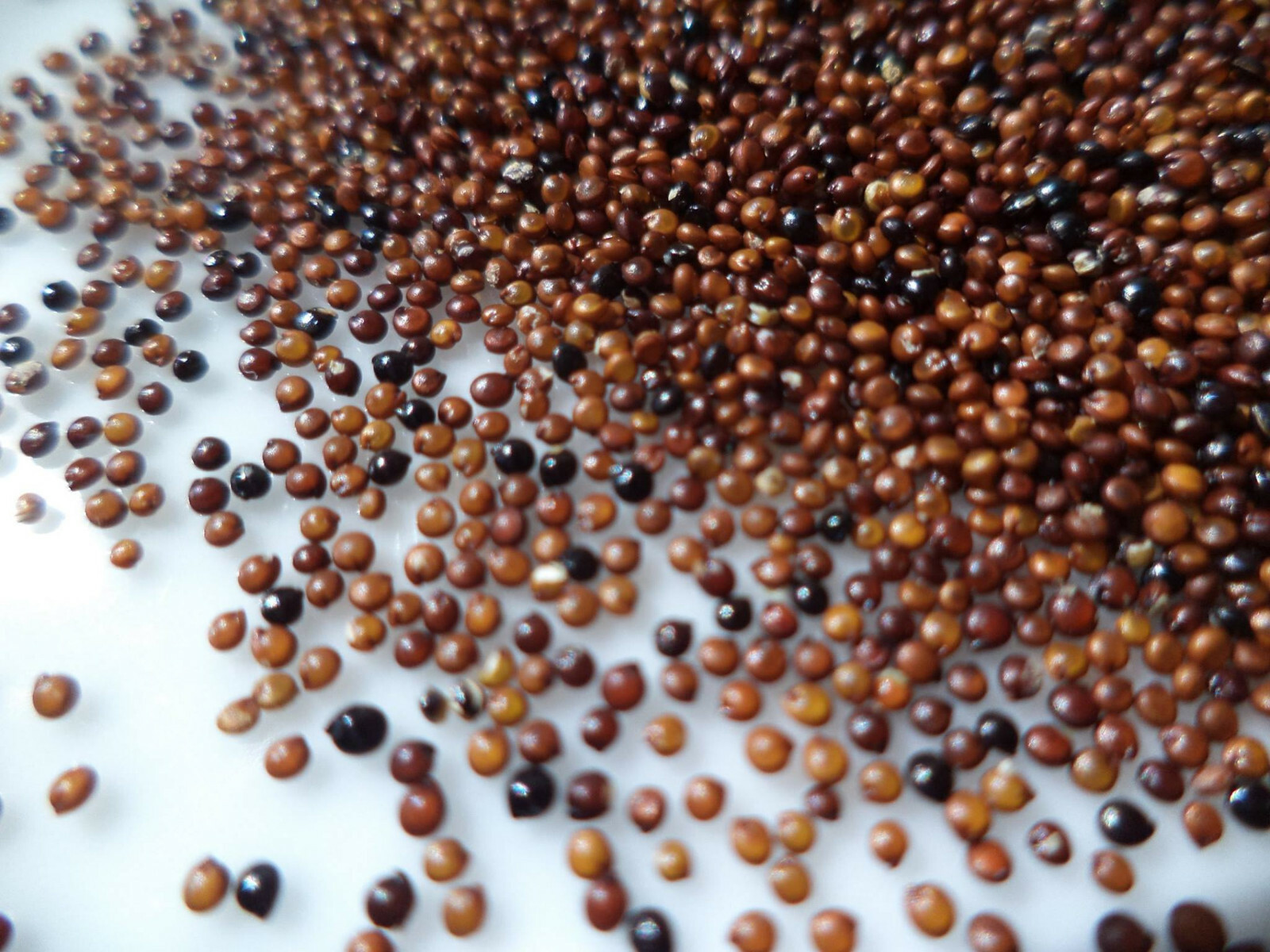 Organic Kaniwa (Baby Quinoa) 20 pounds (2 - 10 Lb bags) Bulk Pricing gallery