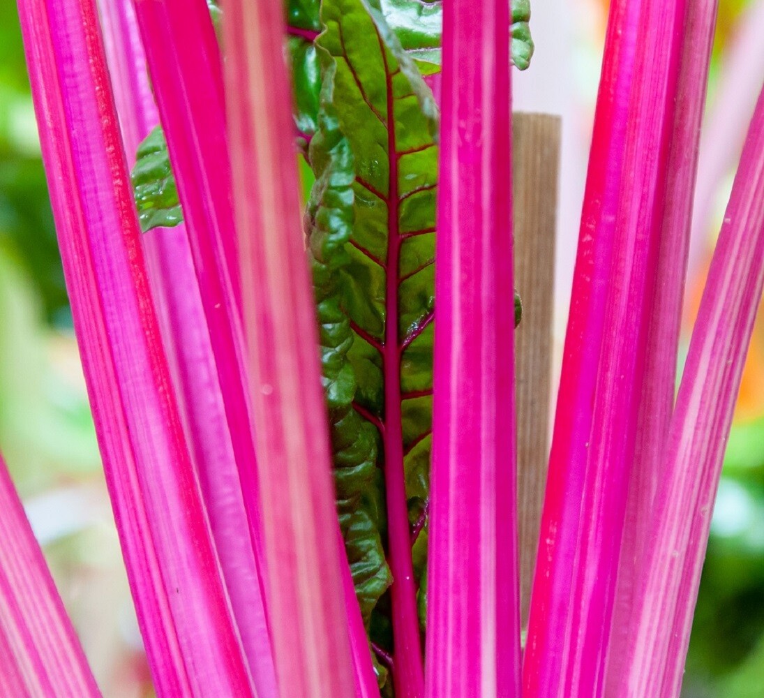 Pink Swiss Chard | Non-GMO | Heirloom | Fresh Garden Seeds gallery