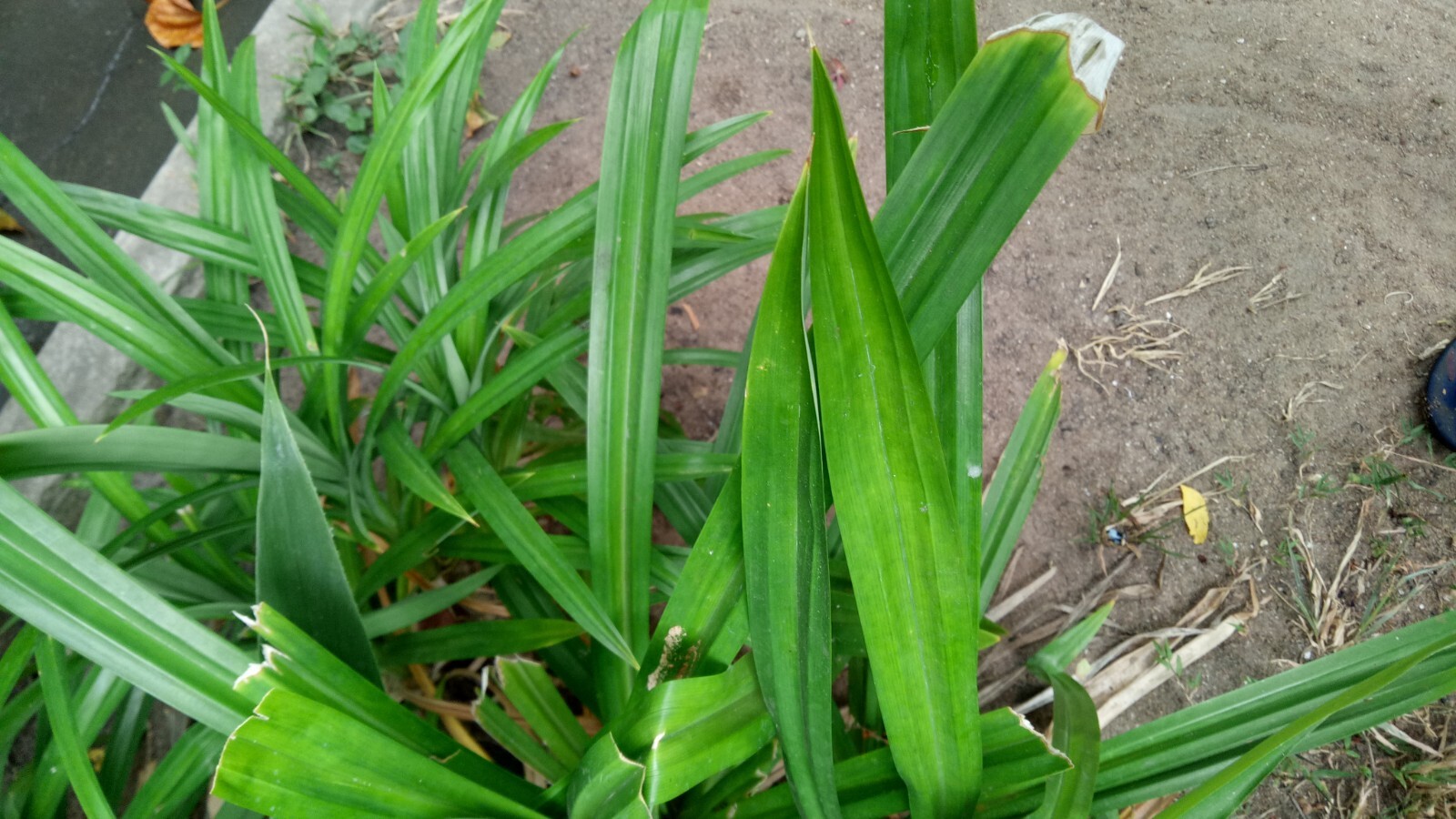 100% Fresh Dried Pandan leaves suitable for eat with meal no allergies new gallery