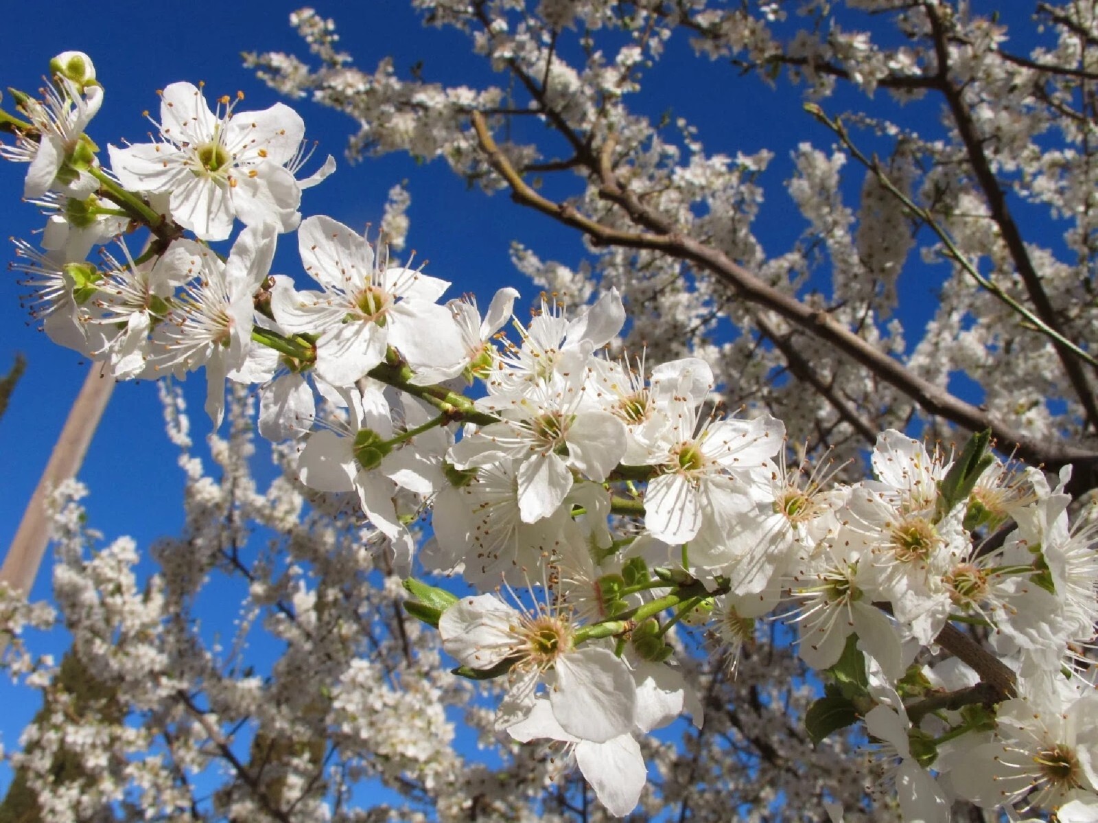 Cherry Plum Tree {Prunus americana} Organic 5 seeds Free Shipping! gallery