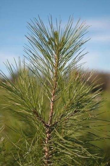 50 Loblolly Pine Trees $3 each FREE SHIPPING gallery