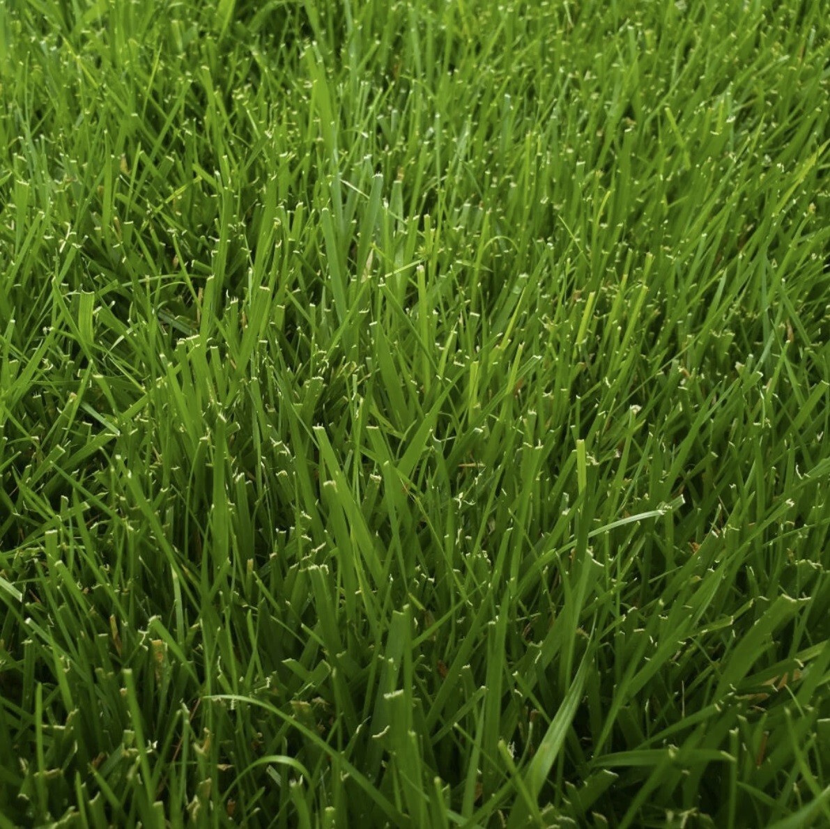Lesco 080258 50 LB 24-0-1 Professional Turf Fertilizer - Quantity 1 gallery
