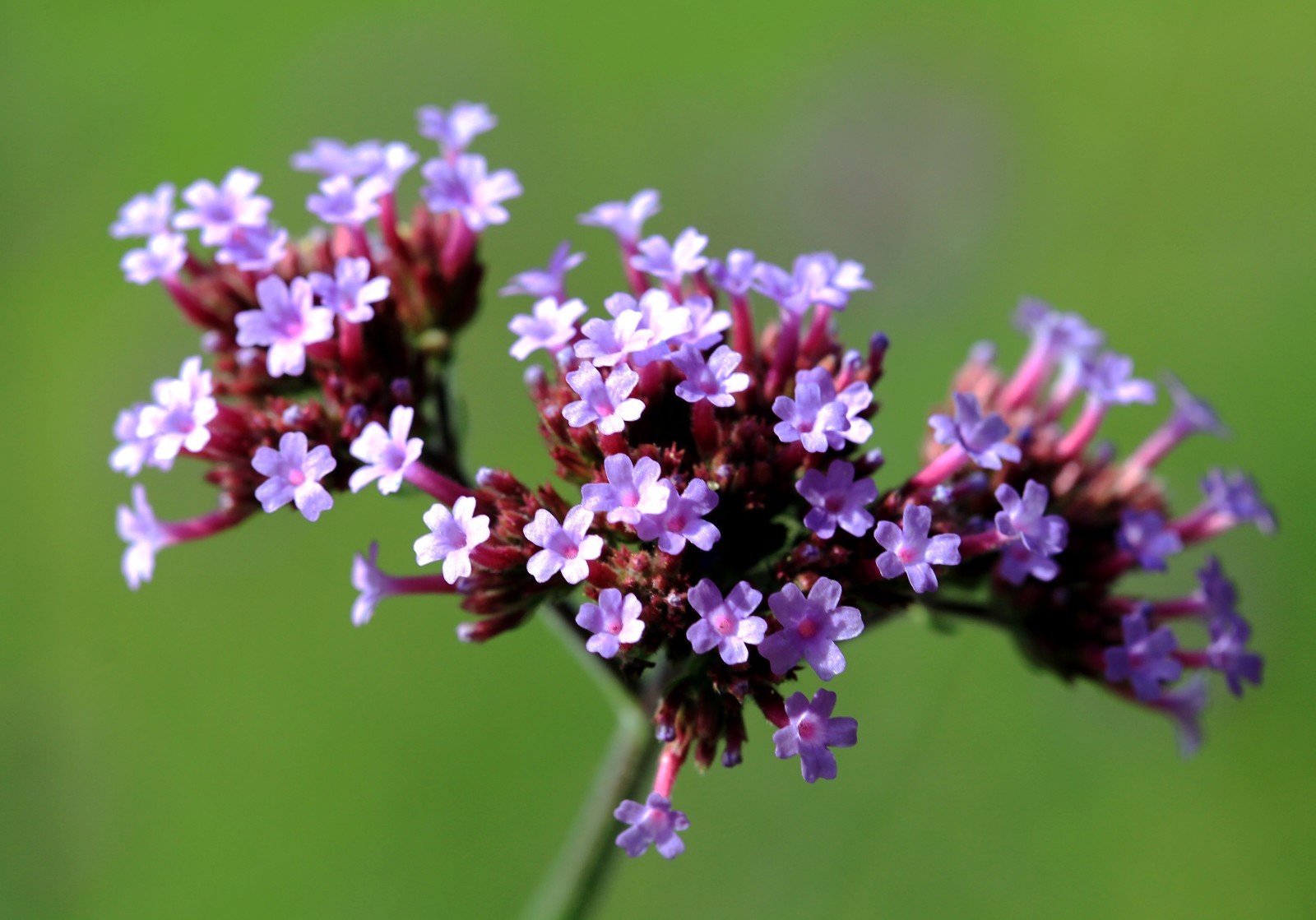 175 Verbena bonariensis - Vervain - Drought Tolerant - Attract Butterflies gallery