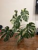 Large Monstera Thai Constellation 46”+ Plant NYC local pickup EXACT PLANT gallery