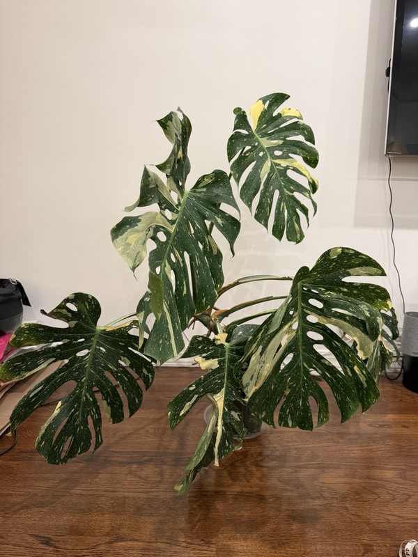 Large Monstera Thai Constellation 46”+ Plant NYC local pickup EXACT PLANT gallery