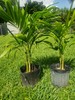 Double adonidia merrelli Palm Tree 24 inch tall (2 years old ) gallery