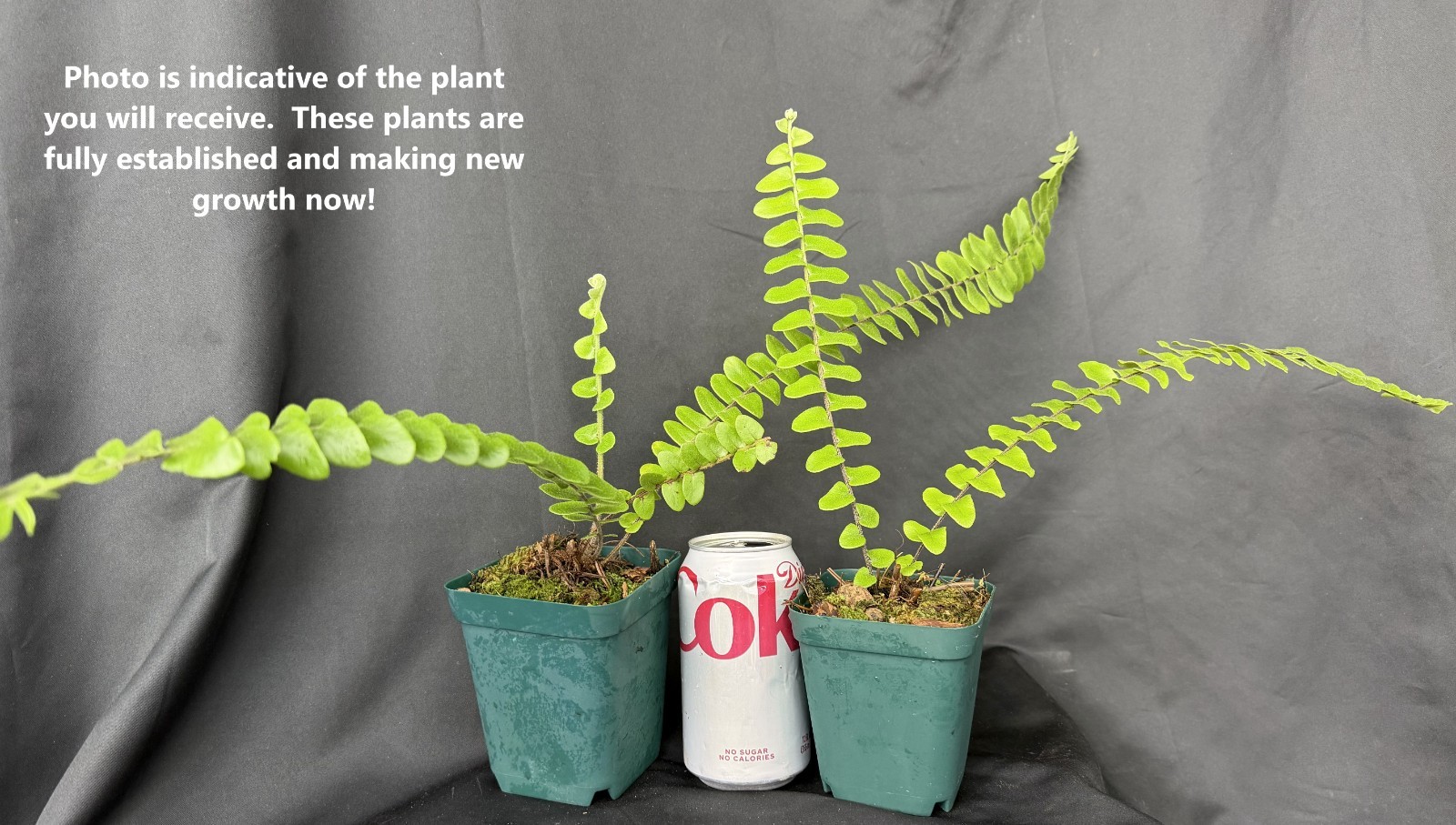 NEPHROLEPIS ACTUIFOLIA - Giant gorgeous jungle-like fern ! Tropical not staghorn gallery