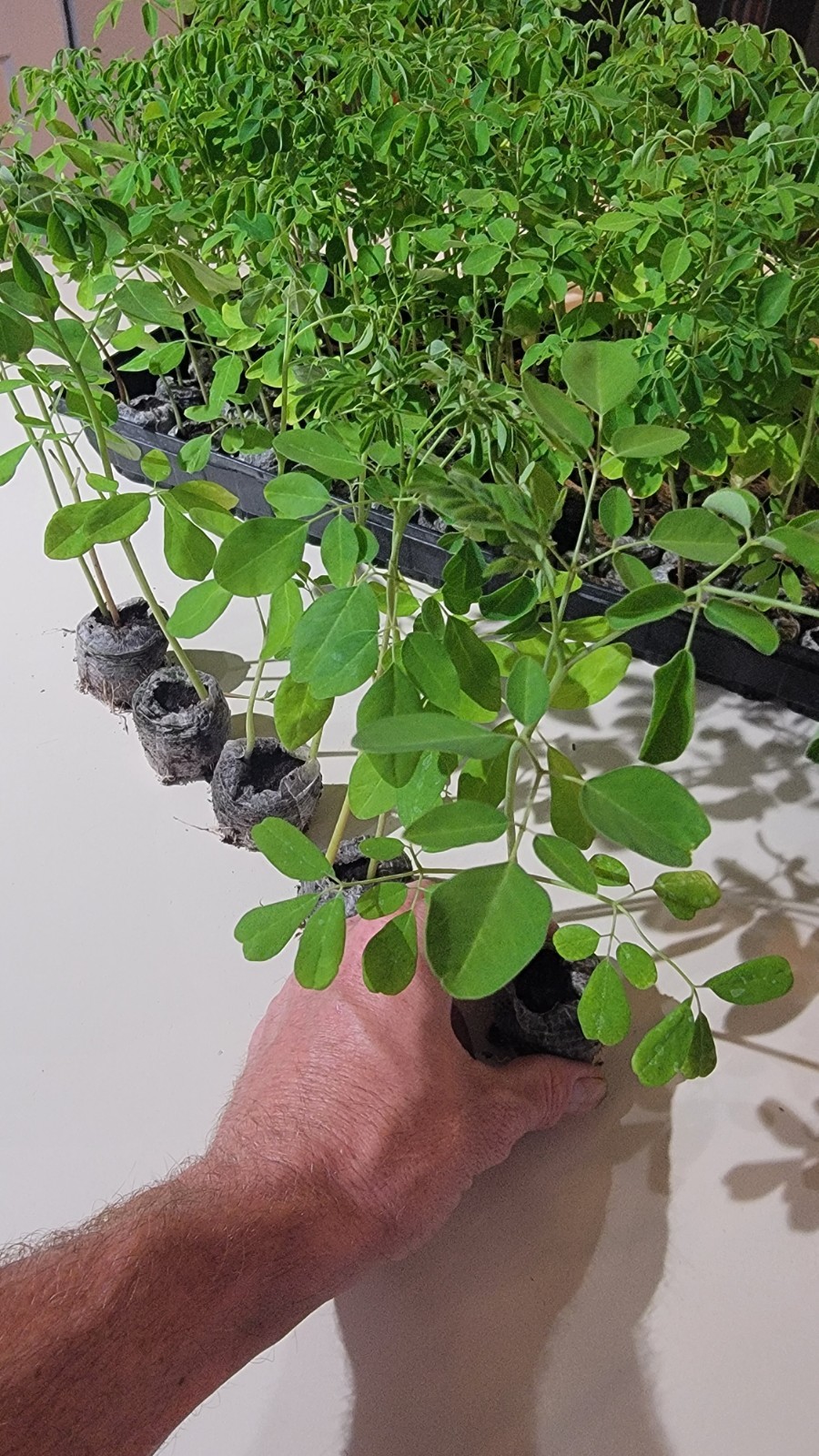 Moringa Tree Live Plants – 3 Pack Organic Moringa Oleifera Drumstick Seedlings gallery