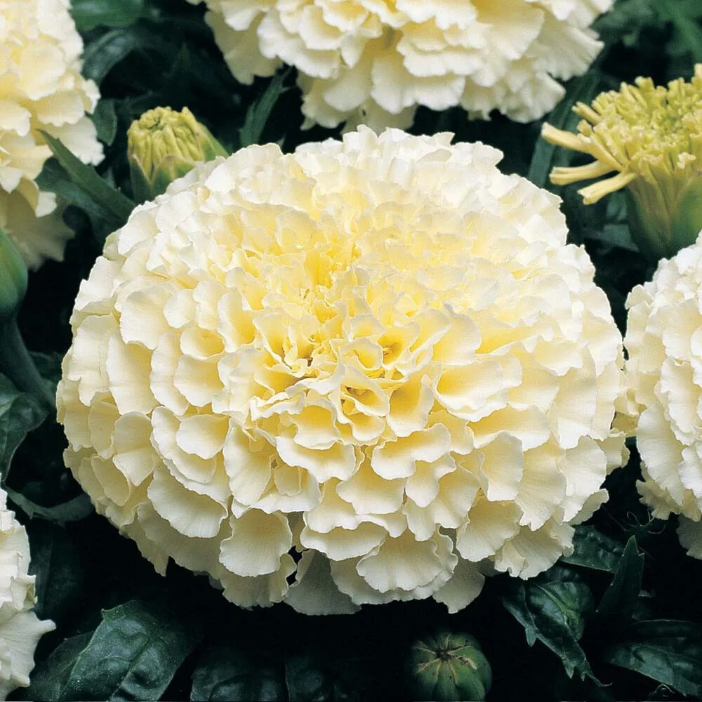 Moonlight Marigold Seeds | Non-GMO | Free Shipping | Seed Store | 1192 gallery