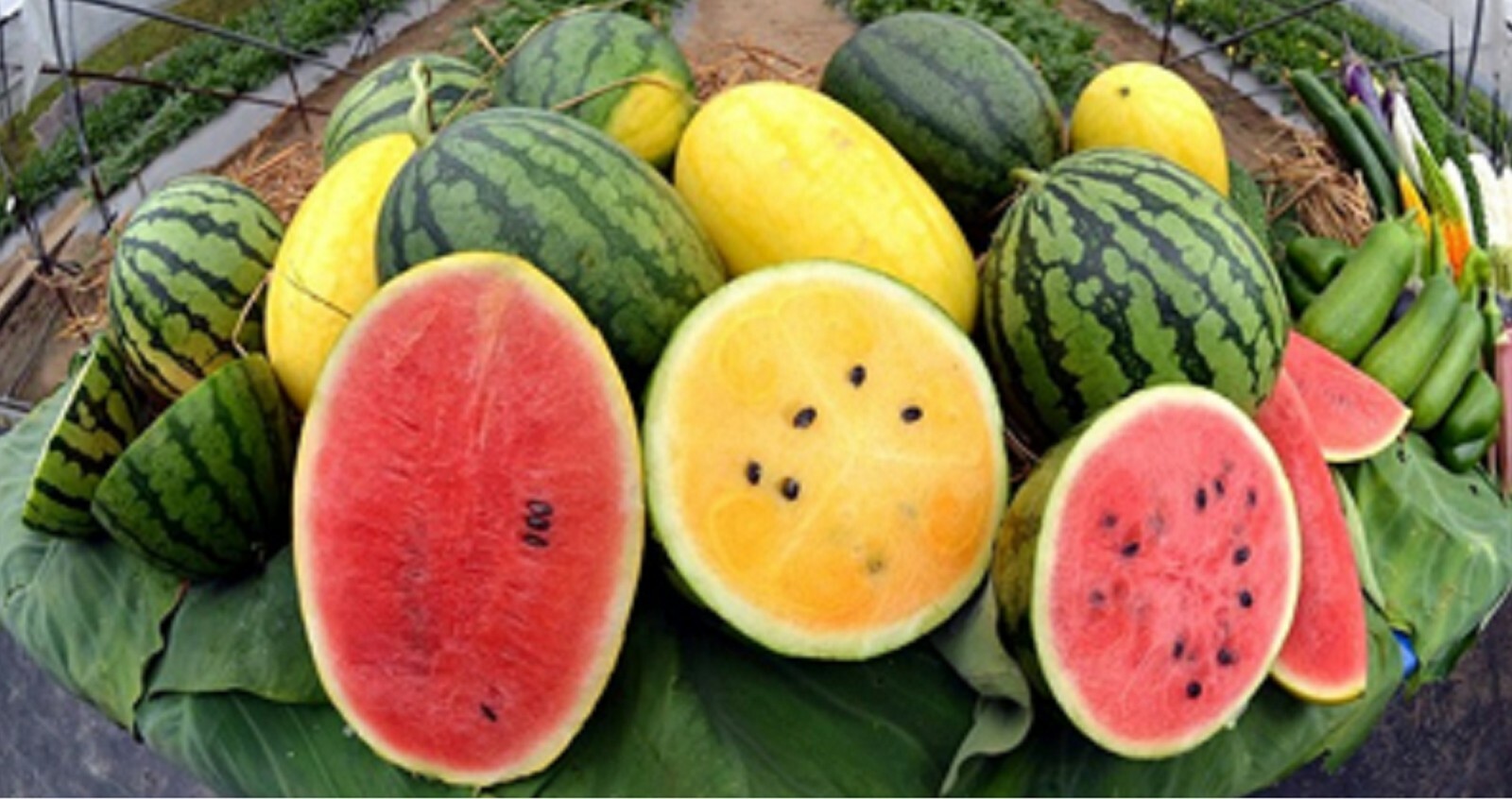 Red or Yellow Crimson Watermelon Seeds sweet and tasty gallery