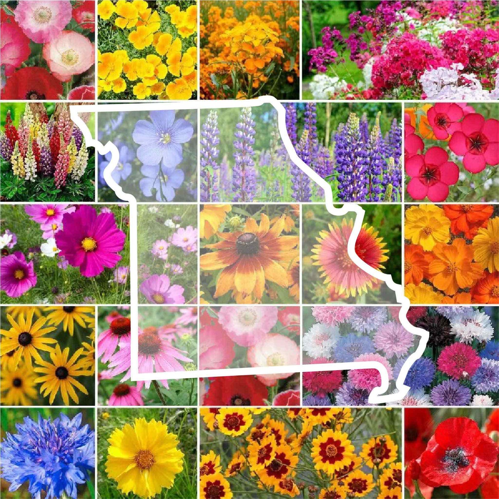 Wildflower MISSOURI State Flower Mix Perennials Annuals USA Non-GMO 1000 Seeds gallery