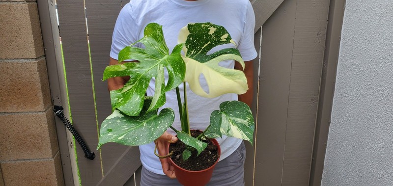 Thai Constellation Monstera Plant gallery