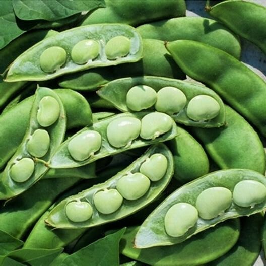 Lima Bean Seeds, Fordhook, Bush Lima Bean, Heirloom Non-Gmo, Heavy Producer 50ct gallery