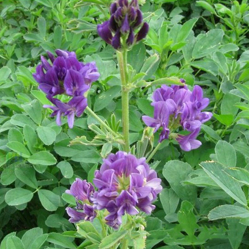 2000Pcs Alfalfa seeds for Planting - High-Yielding Forage Crop, Nitrogen-Fixing gallery