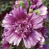 Queeny Purple Hollyhock Seeds | 20 - 200 Seeds | Non-GMO | Free Shipping | 1196 gallery