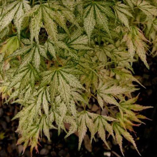 Peve Multicolor Grafted Japanese Maple Plants gallery