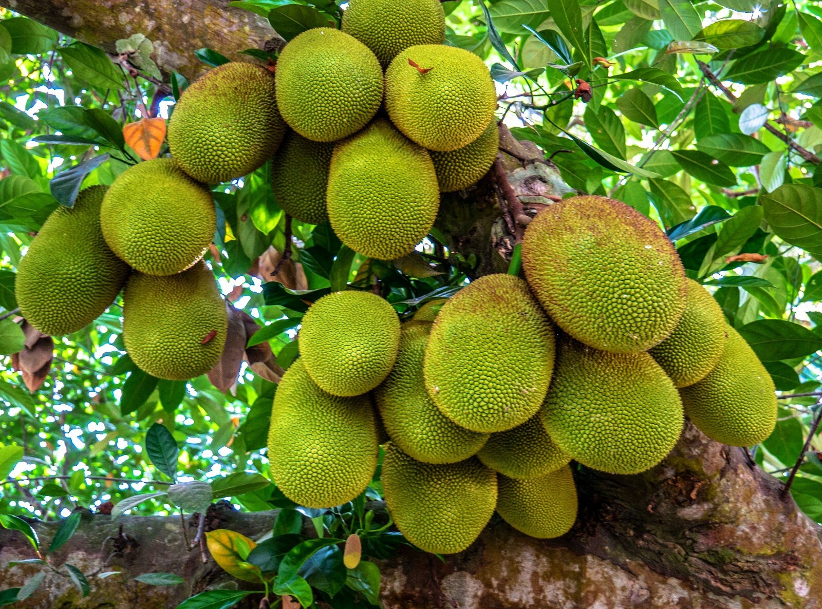 Photo Digital Product Wallpaper Image green Jackfruit Tree Background gallery