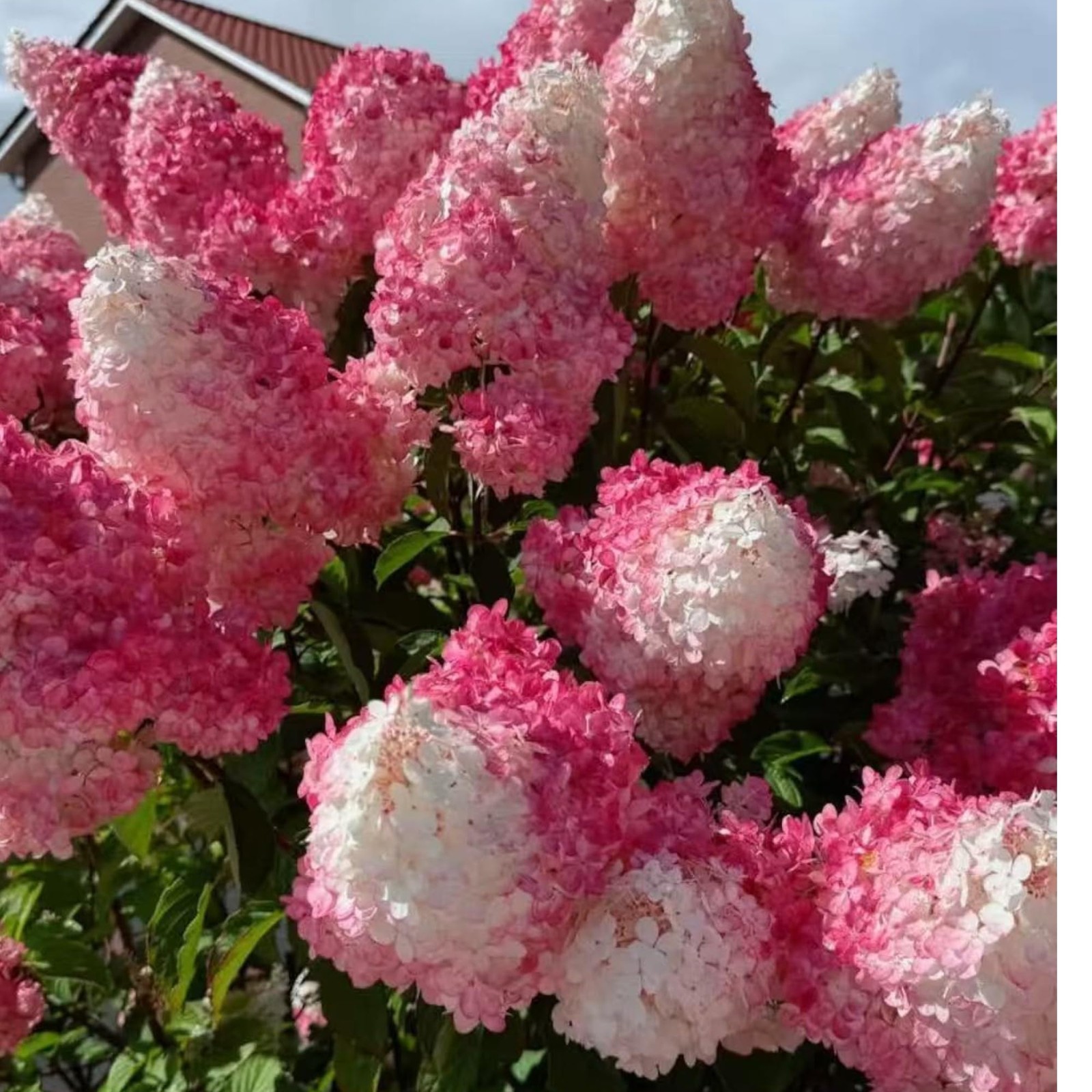 Pink and White Hydrangea Seeds Cone Bloom Variety for Garden Borders NYGardenia gallery
