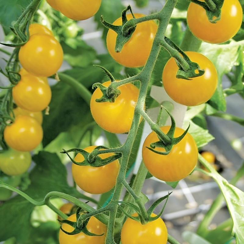 100 Heirloom Large Yellow Cherry Tomato Seeds - Egg Yolk - 1oz Sweet High Yields gallery