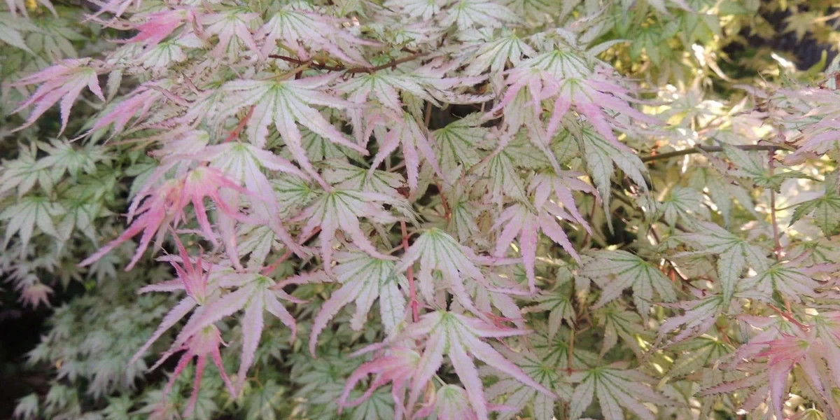 Peve Multicolor Grafted Japanese Maple Plants gallery