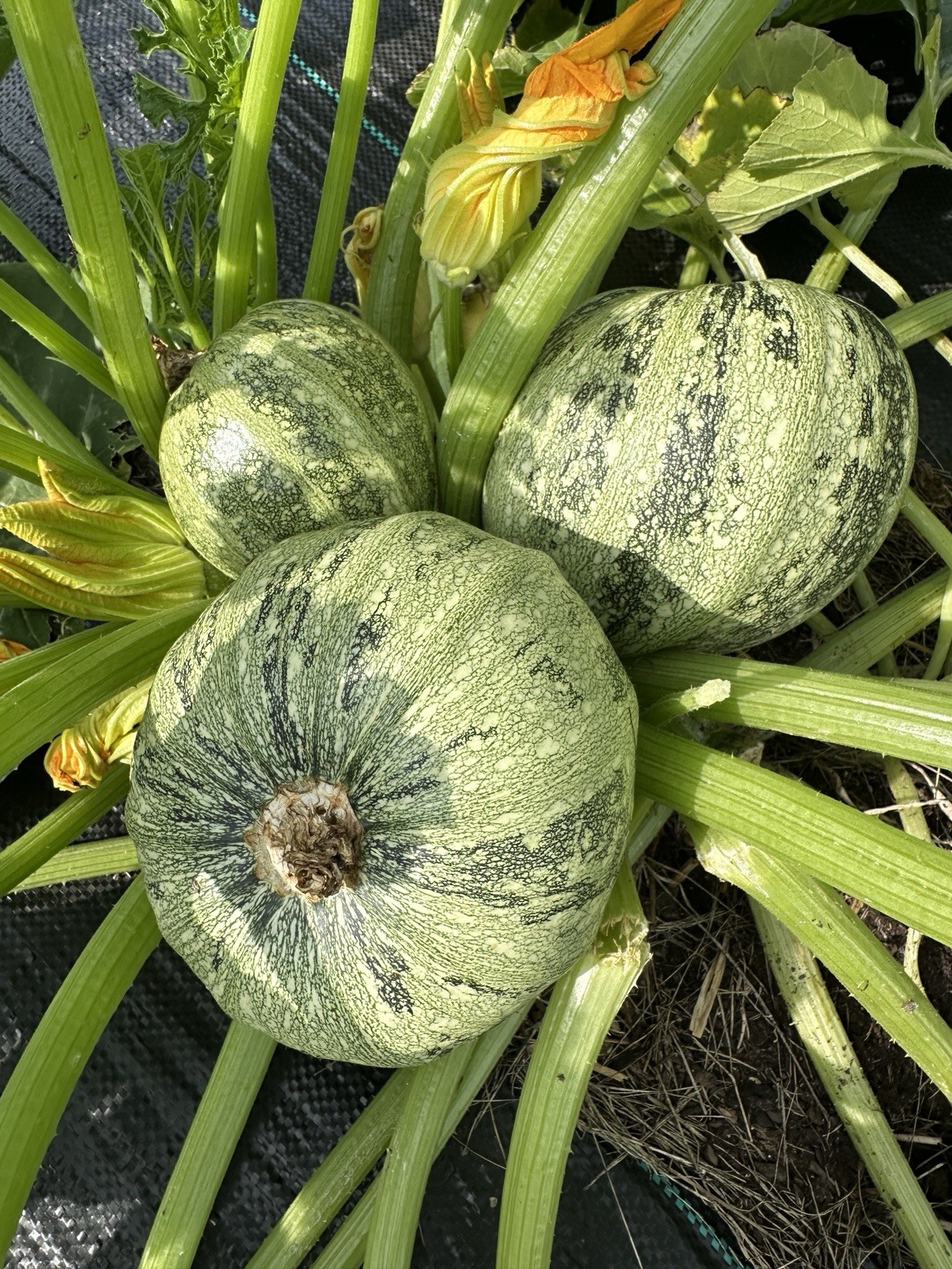 20 Zucchini seeds-round (mixed color) gallery
