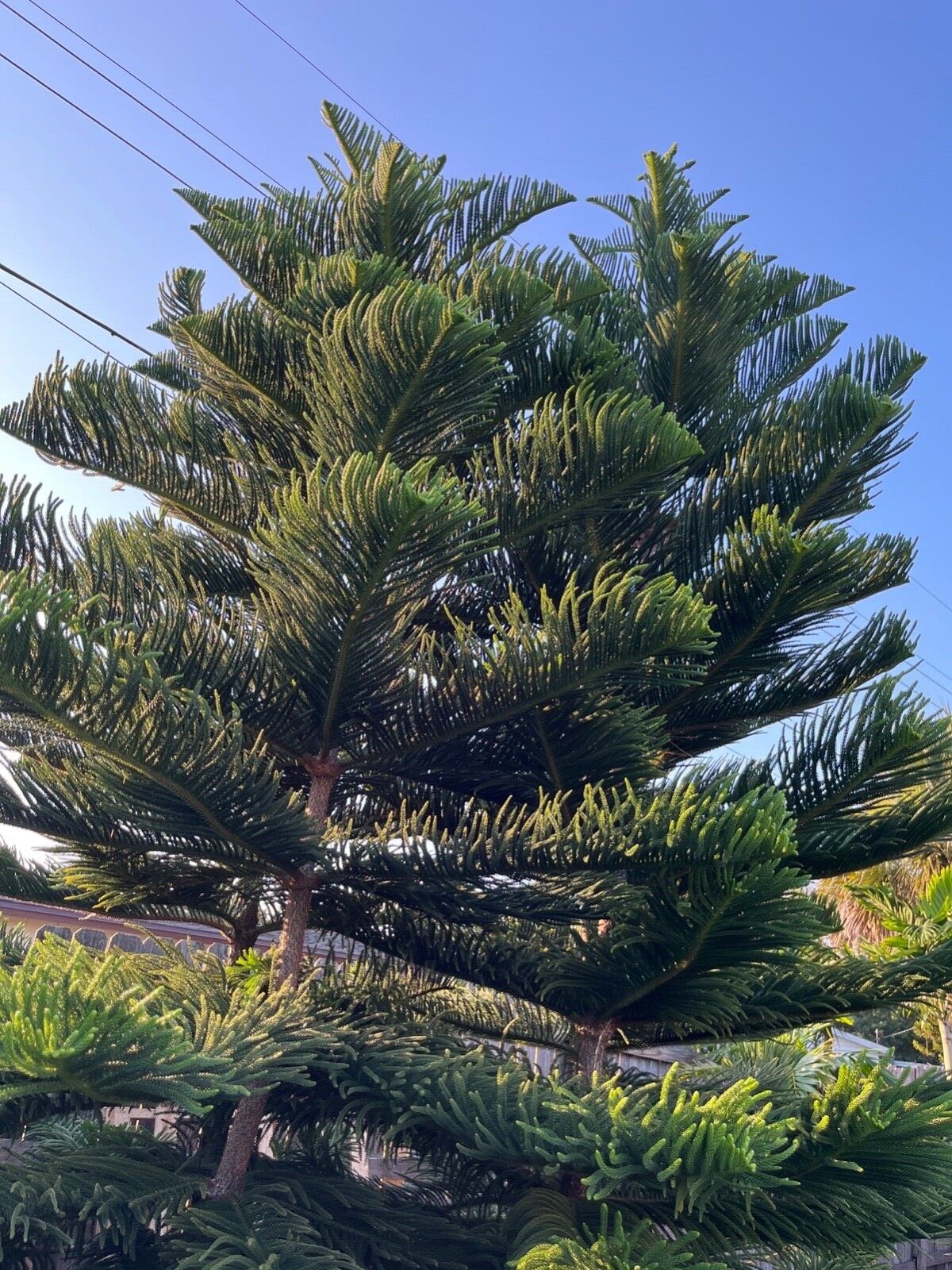 Living Christmas Tree Seeds- Norfolk Island Pine Tree seeds Grow Your Own Bonsai gallery