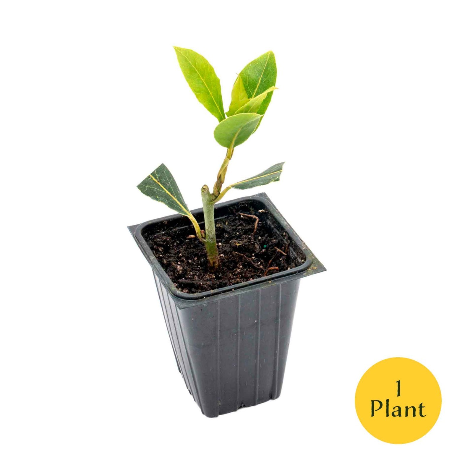 Bay Laurel (Laurus Nobilis) in 3.5" Nursery Cubes, Live Aromatic Culinary Herb gallery