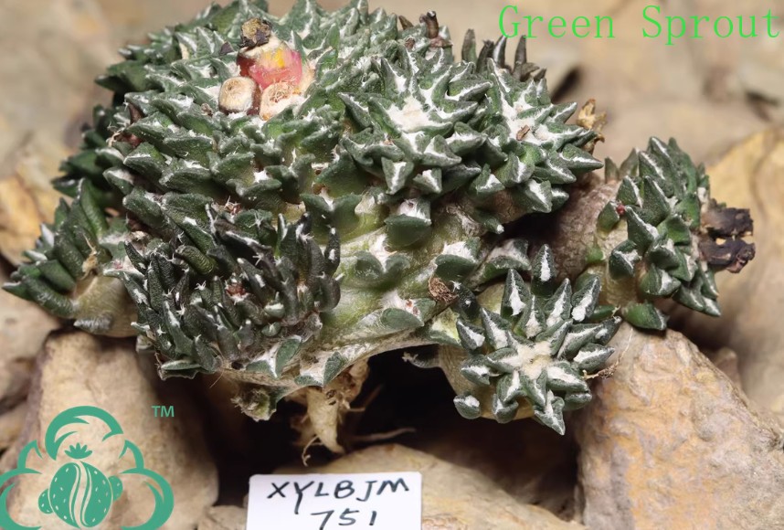 Clumping Ariocarpus kotschoubeyanus var. macdowellii 8cm Mother Plant# gallery