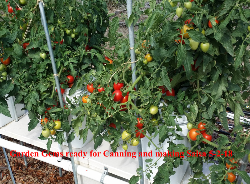 Masterblend Tomato & Vegetable Fertilizer 4-18-38 - 1 lb gallery