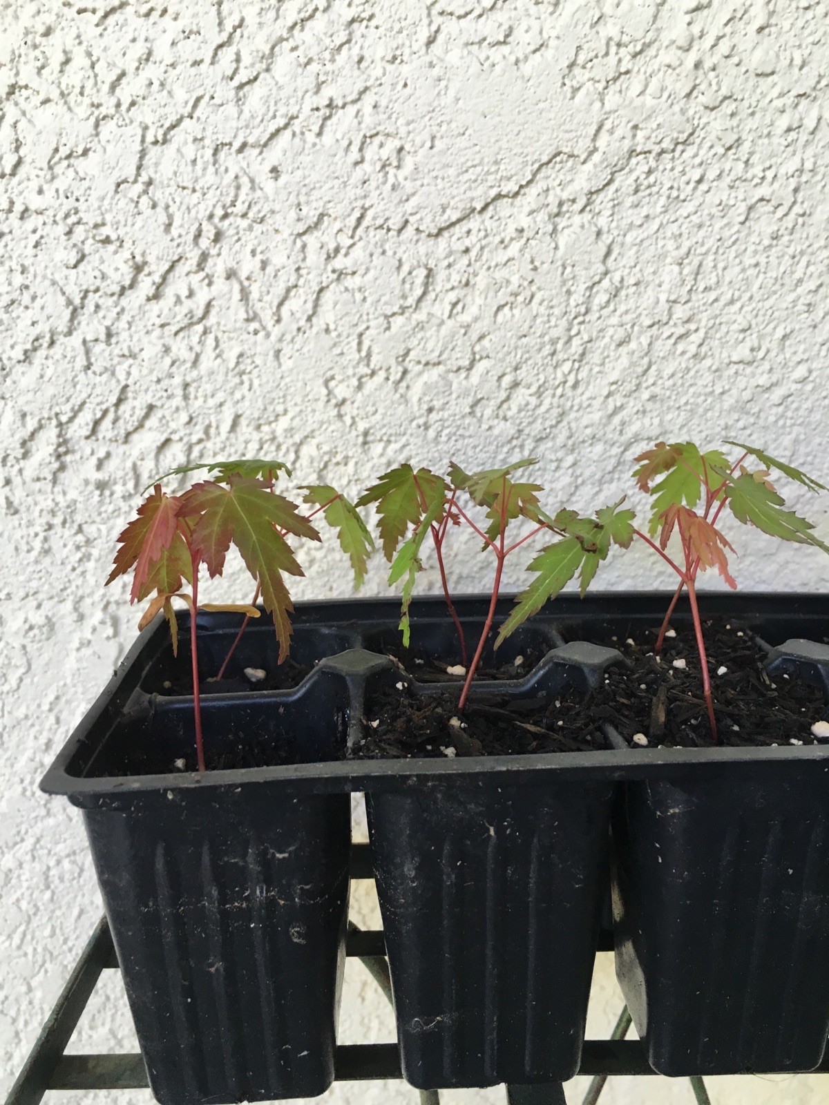 A Dozen 1 "-2" Pre Bonsai Japanese Maple Seedlings Acer Palmatum gallery