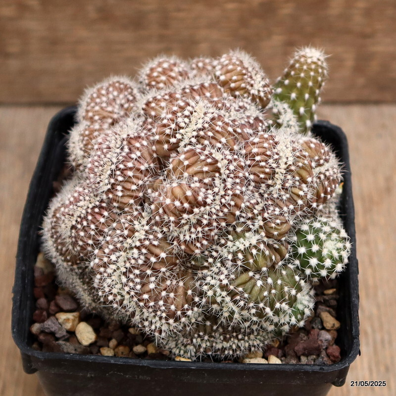 D4271 ECHINOPSIS DENUDATA CRESTED pot9-H8-W14 cm MaMa Cactus gallery