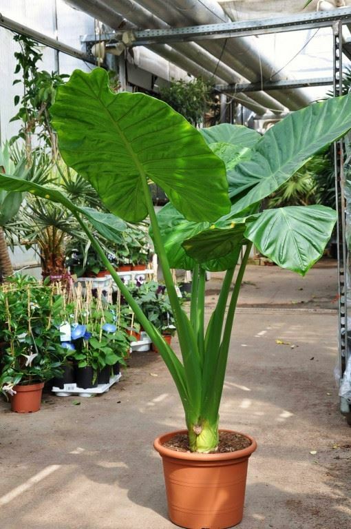 Alocasia - Calidora gallery