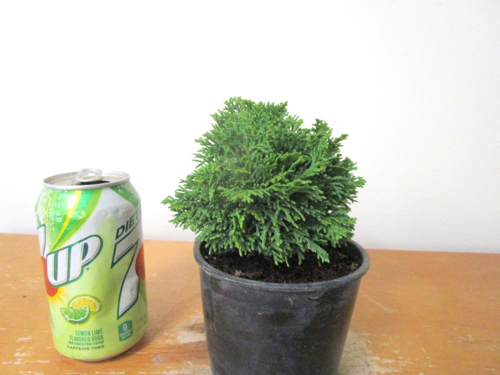 Dwarf Hinoki cypress "True dwarf" for mame shohin bonsai tree multiple listing gallery