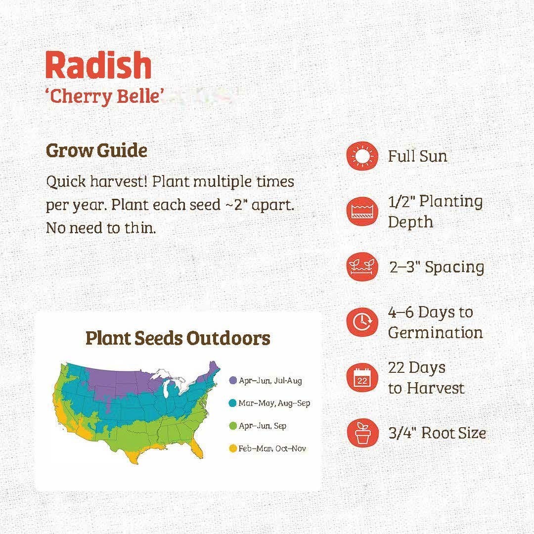 Radish Seeds - Fast Growing Heirloom Non GMO, Free Shipping, Cherry Belle gallery
