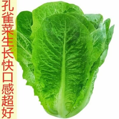 400+ Asian Lettuce seeds 400多粒孔雀菜种子 2023年产 gallery
