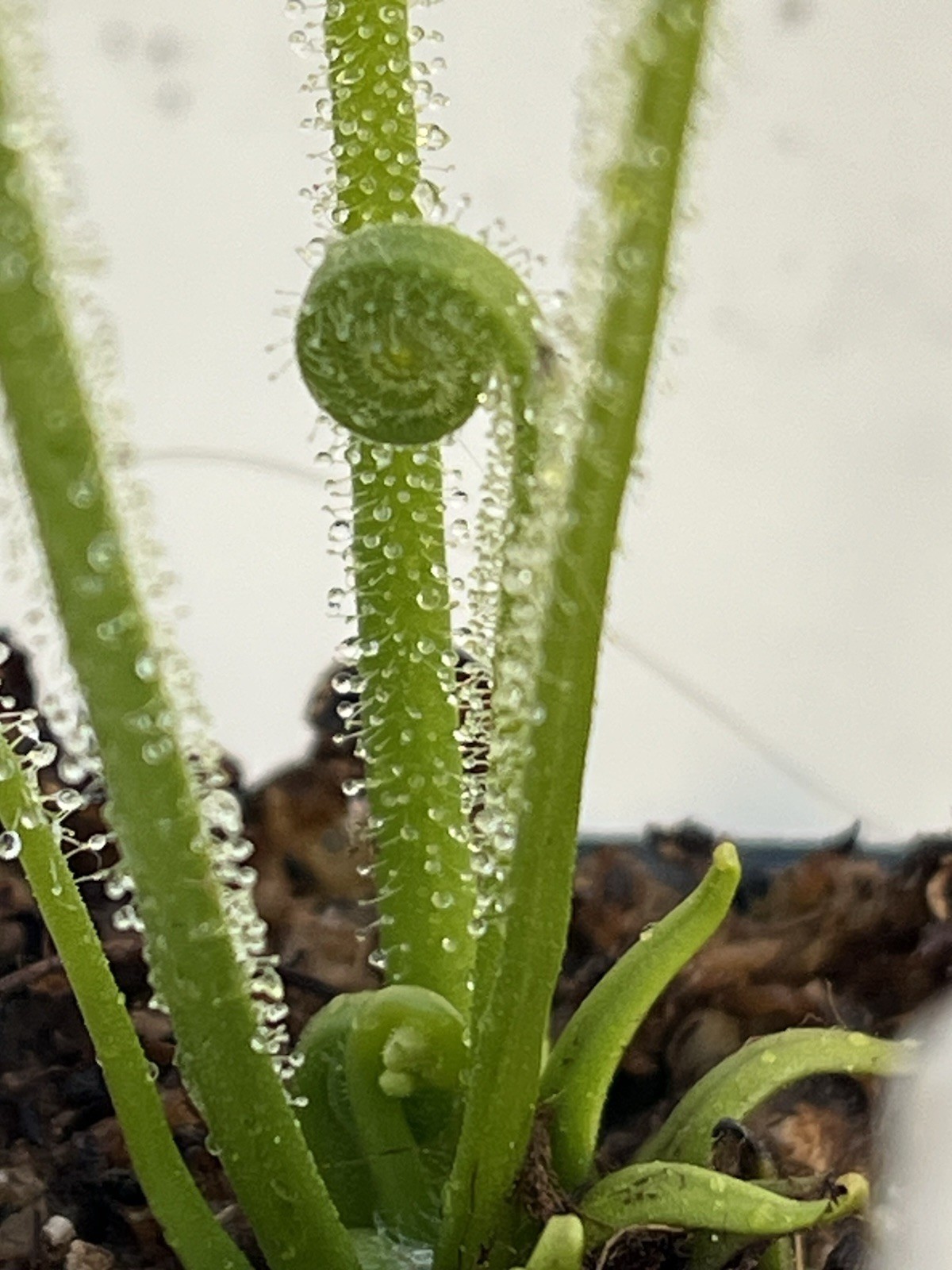 Drosera Filliformis Tracyii Sundew Small Potted Division gallery