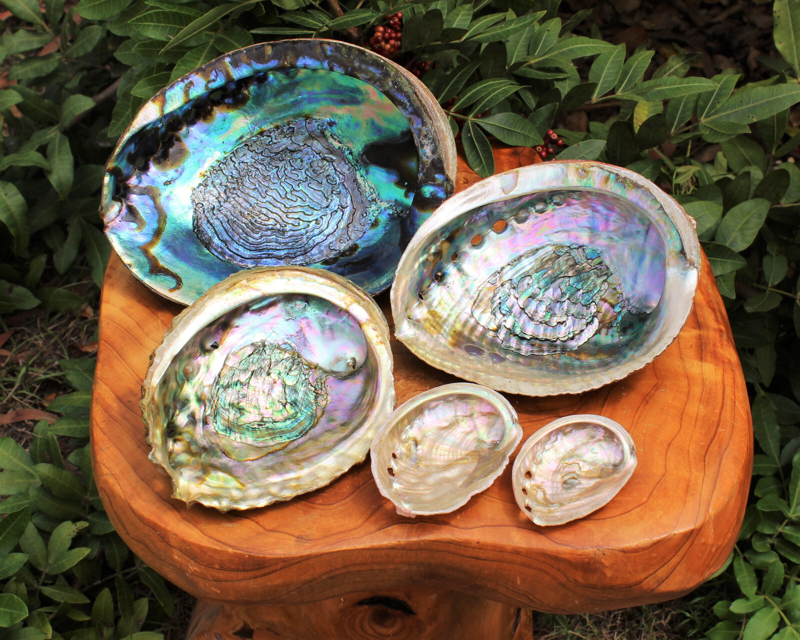 Abalone Shells: Pick A Size - Holds Smudge Sticks, Incense, Crystal Displays etc gallery