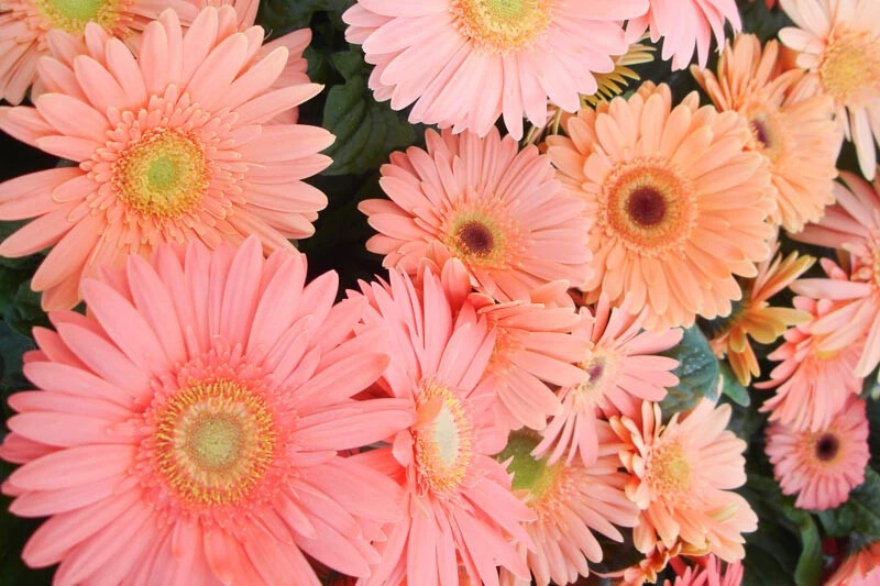 200+ Light Pink Gerbera Daisy Seeds for Garden Planting - USA - FAST SHIPPING! gallery