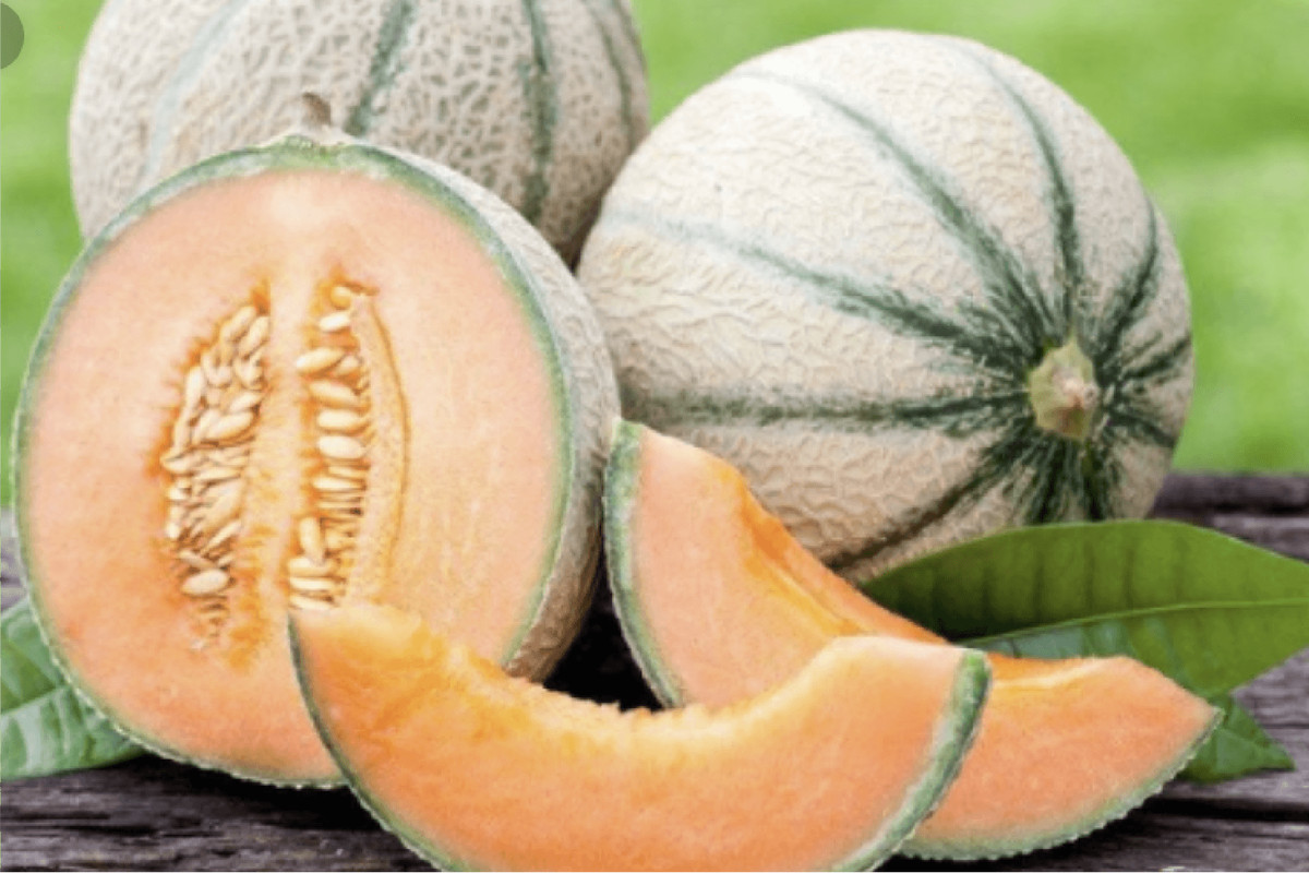 30ct Heirloom Rare French Charentais Melon Seeds - Sweet Creamy! gallery