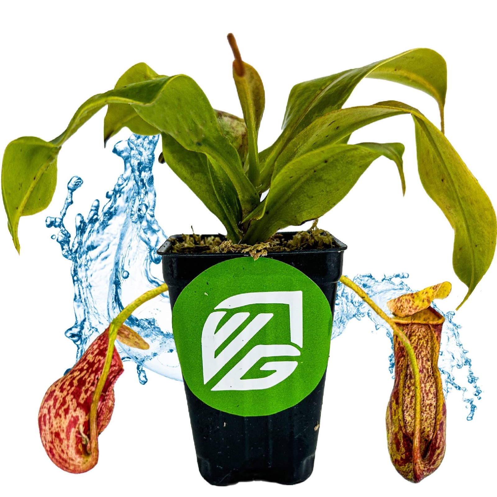 St. Gaya Pitcher Plant Carnivorous - Nepenthes - Live Plant gallery