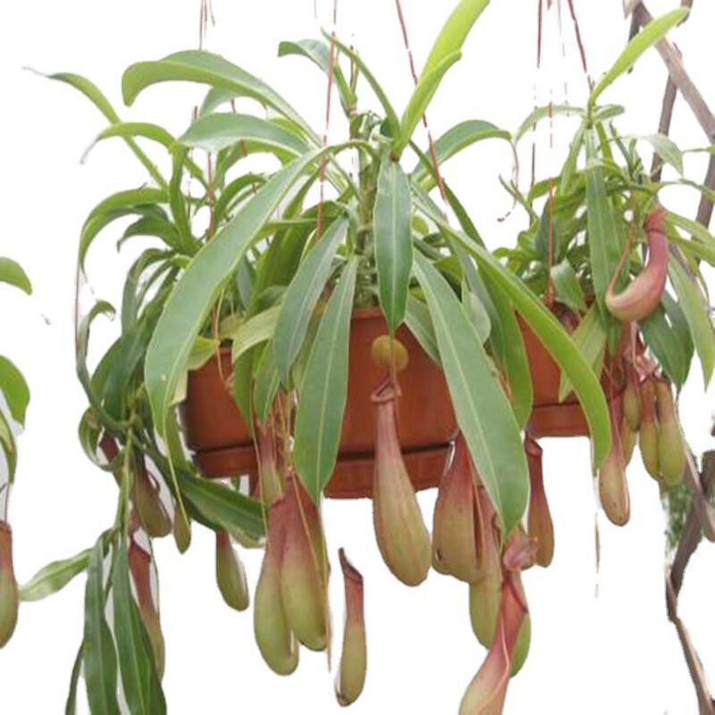 Nepenthes Macfarlanei ~ Spectacular Highland Large Pitcher Plant ~ RARE100Seeds gallery
