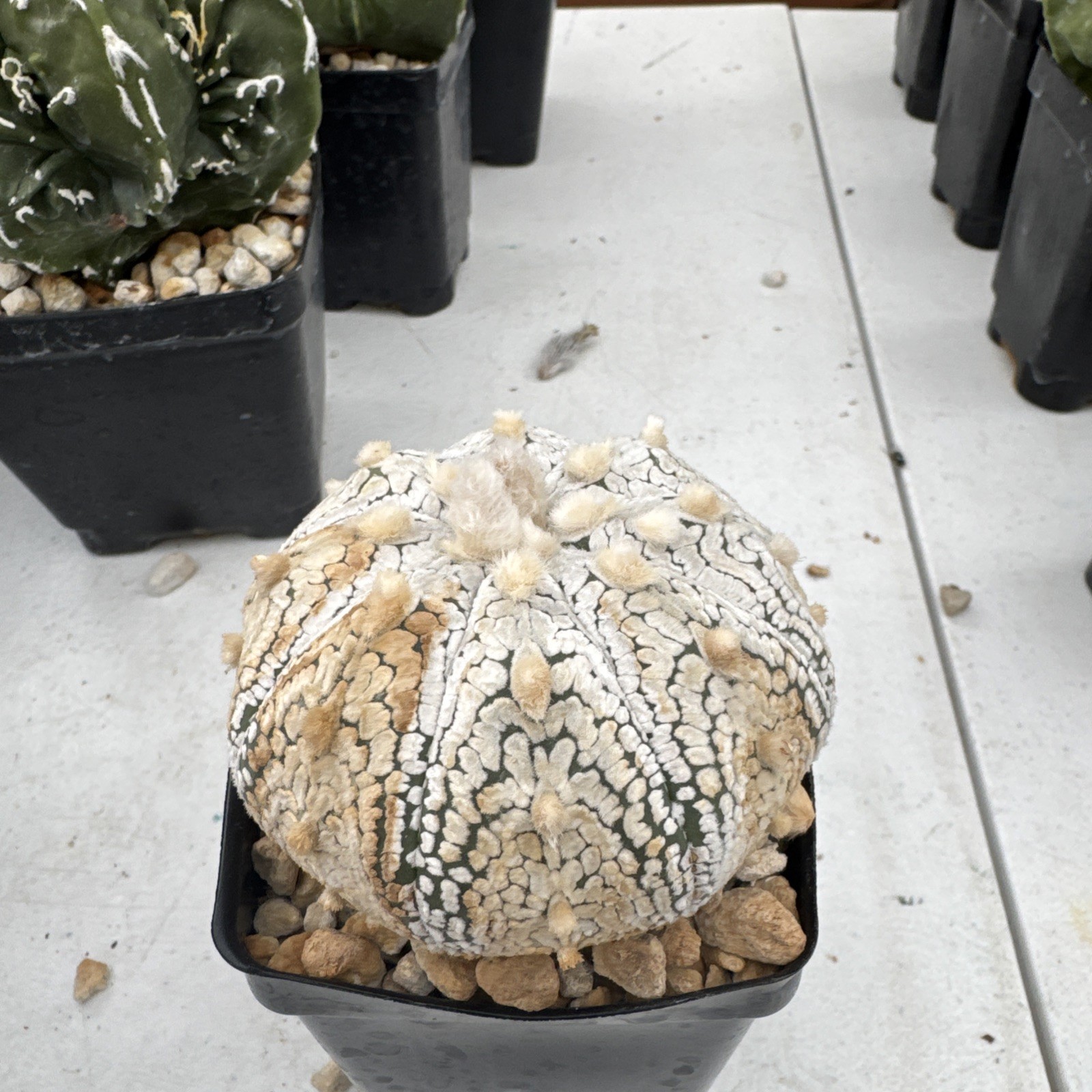 Astrophytum asterias superkabuto Cactus Succulent gallery