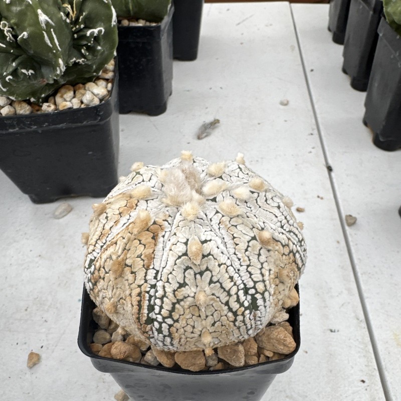 Astrophytum asterias superkabuto Cactus Succulent gallery