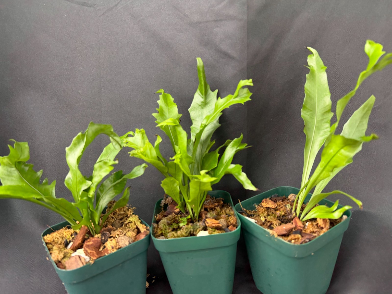 POLYPODIUM 'CRESTATA' form tropical fern or houseplant not staghorn platycerium gallery