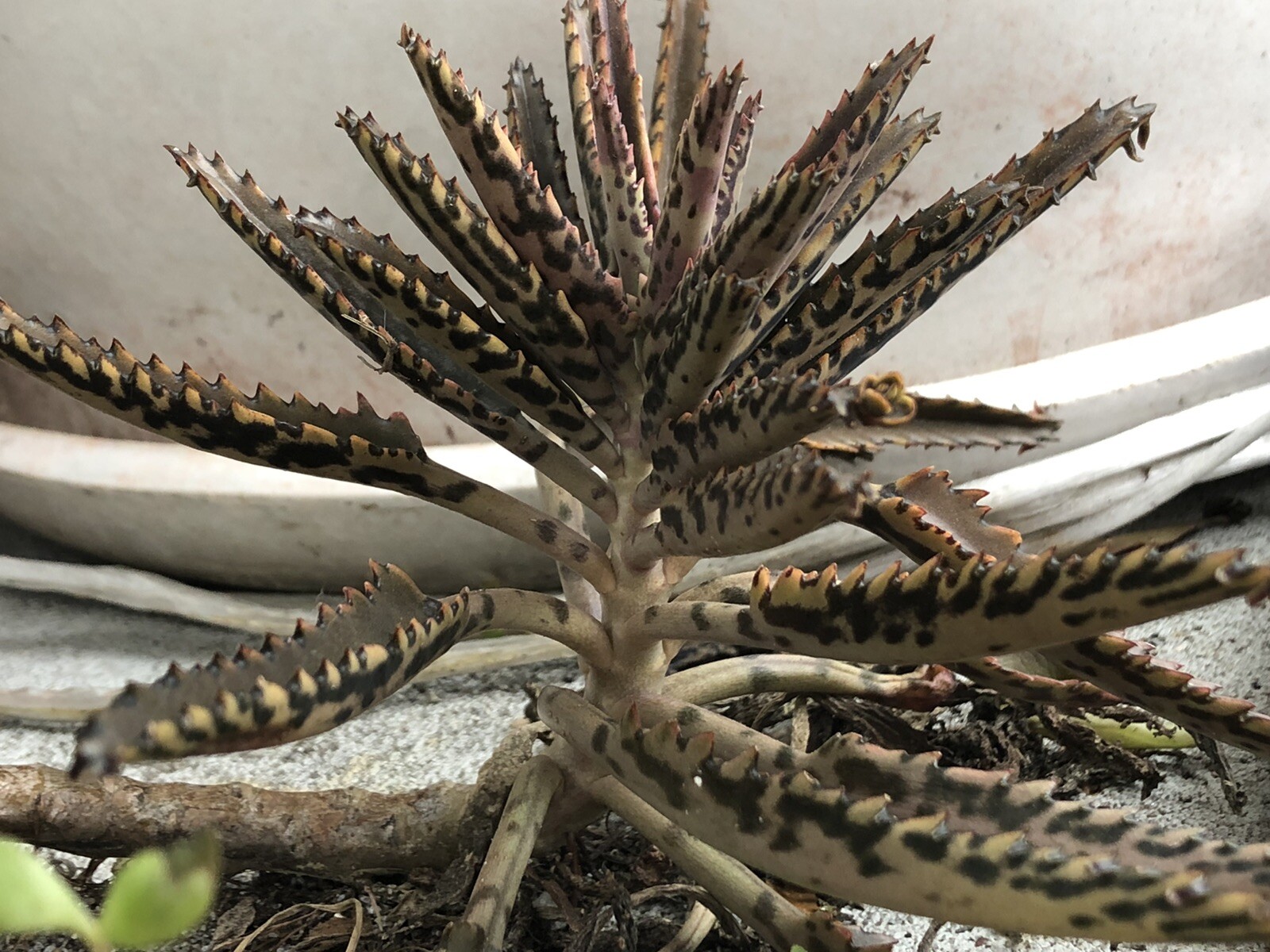 Mother Of Thousands gallery