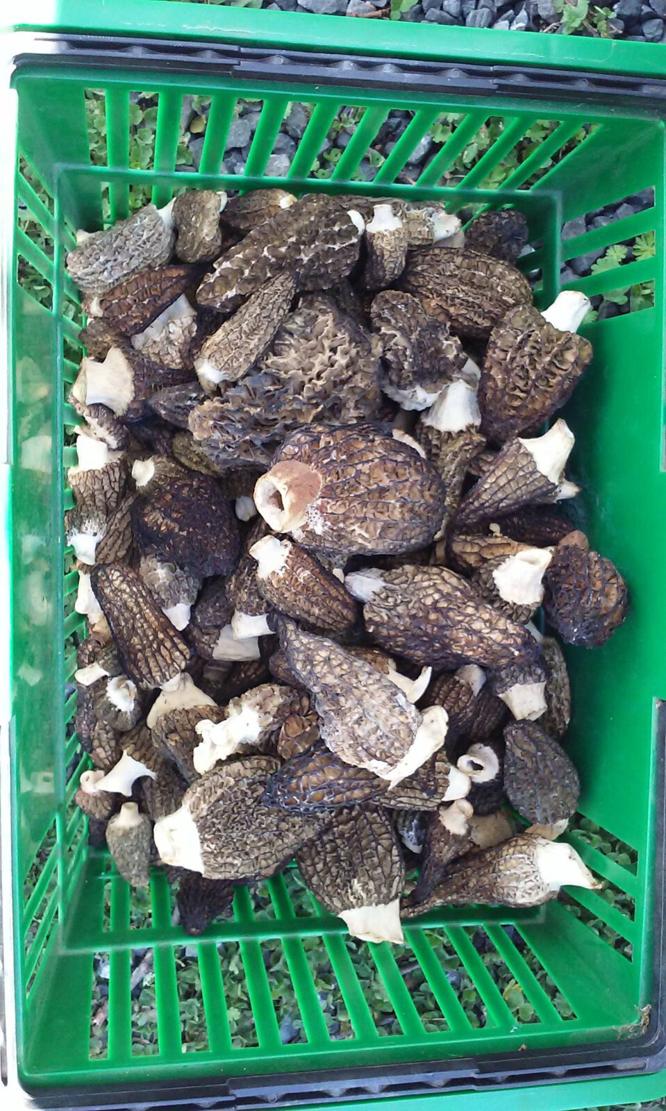 Morel Spore Grow Kit - Instructions Included - Garden Mushroom Vegetable Seed gallery
